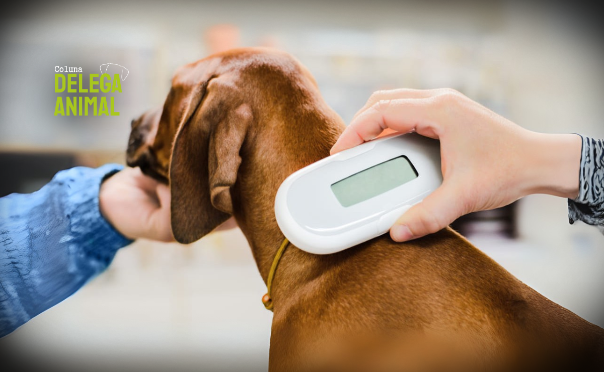 Microchipagem: a identificação como ferramenta essencial na luta contra o abandono
