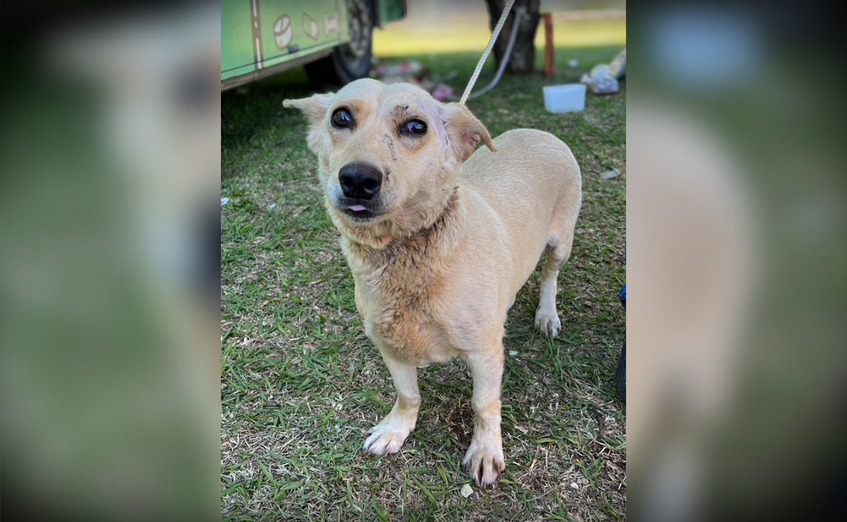 Força-tarefa resgata mais de 50 animais em Rio Bonito do Iguaçu