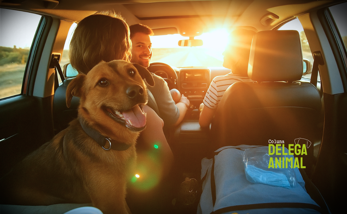 Viagem de fim de ano: dicas para garantir a segurança e o conforto do seu pet em viagens