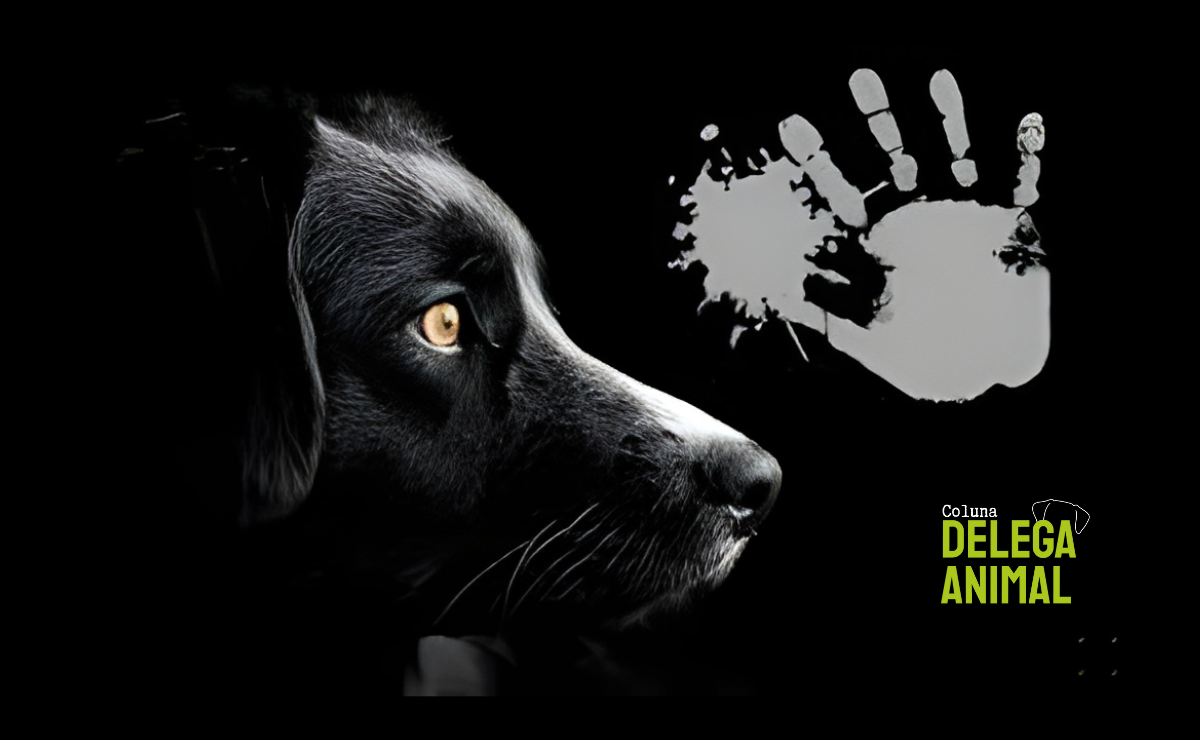 Câmara dos Deputados cria semana para alertar sobre conexão entre abuso animal e doméstico