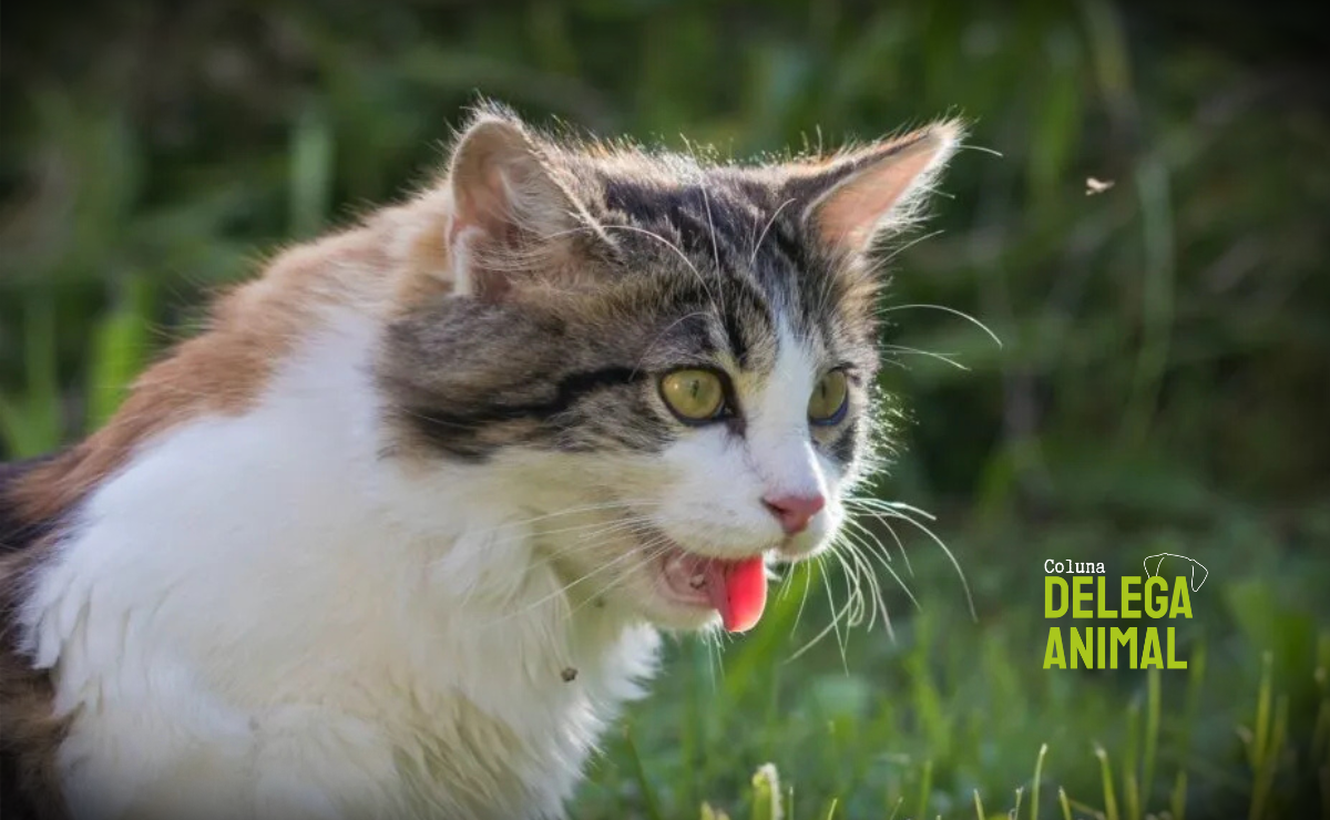 Cuidados no calor intenso: os perigos da insolação e da desidratação para os animais