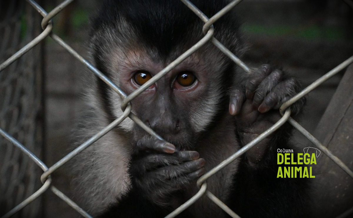 Lei endurece combate ao tráfico de animais silvestres e amplia proteção contra maus-tratos