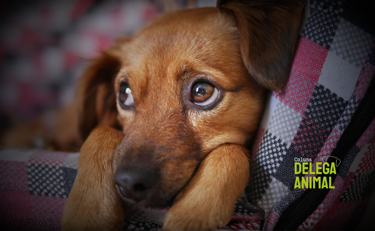 Abandono invisível: socialização é a chave para garantir o bem-estar animal