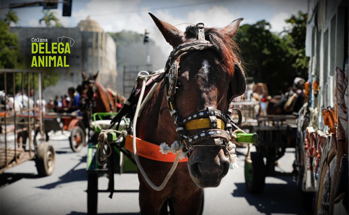 Fim da exploração: avanço na Câmara dos Deputados coloca o Brasil próximo de banir carroças de tração animal