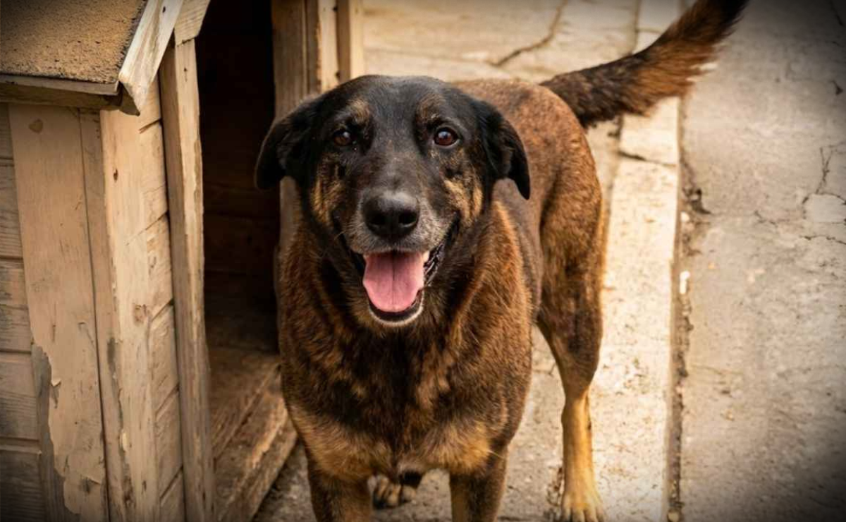 Casos envolvendo cães comunitários acendem alerta sobre maus-tratos no Brasil