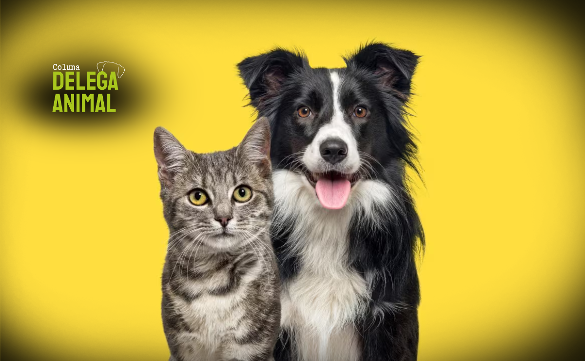 Março Amarelo Pet: a importância do check-up renal