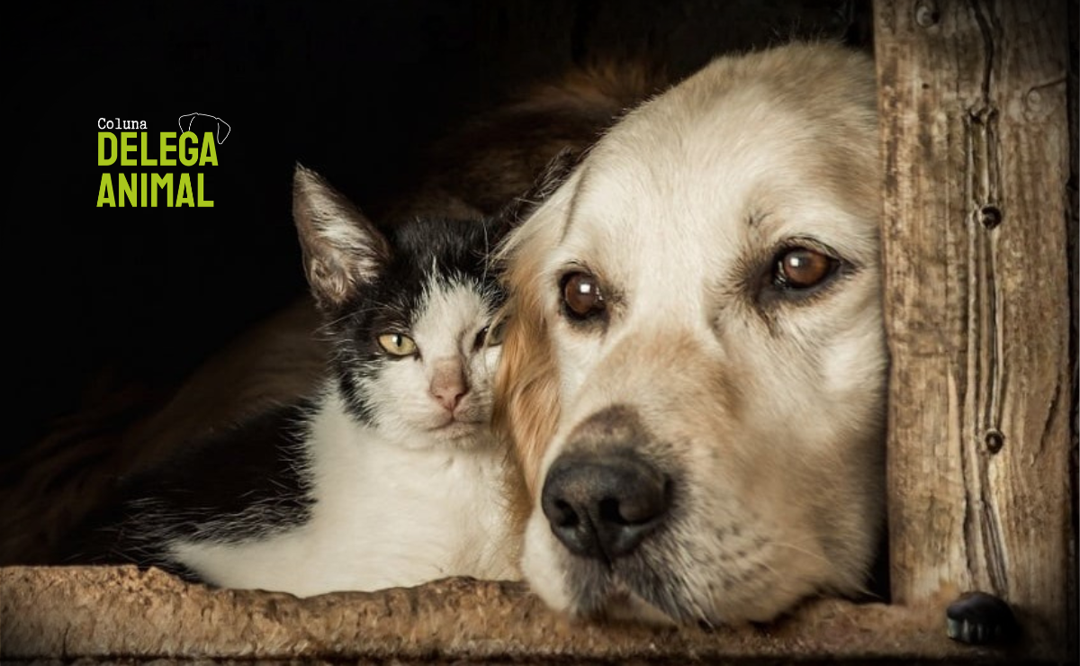 Justiça animal: projeto veta moradia subsidiada para quem foi condenado por maus-tratos