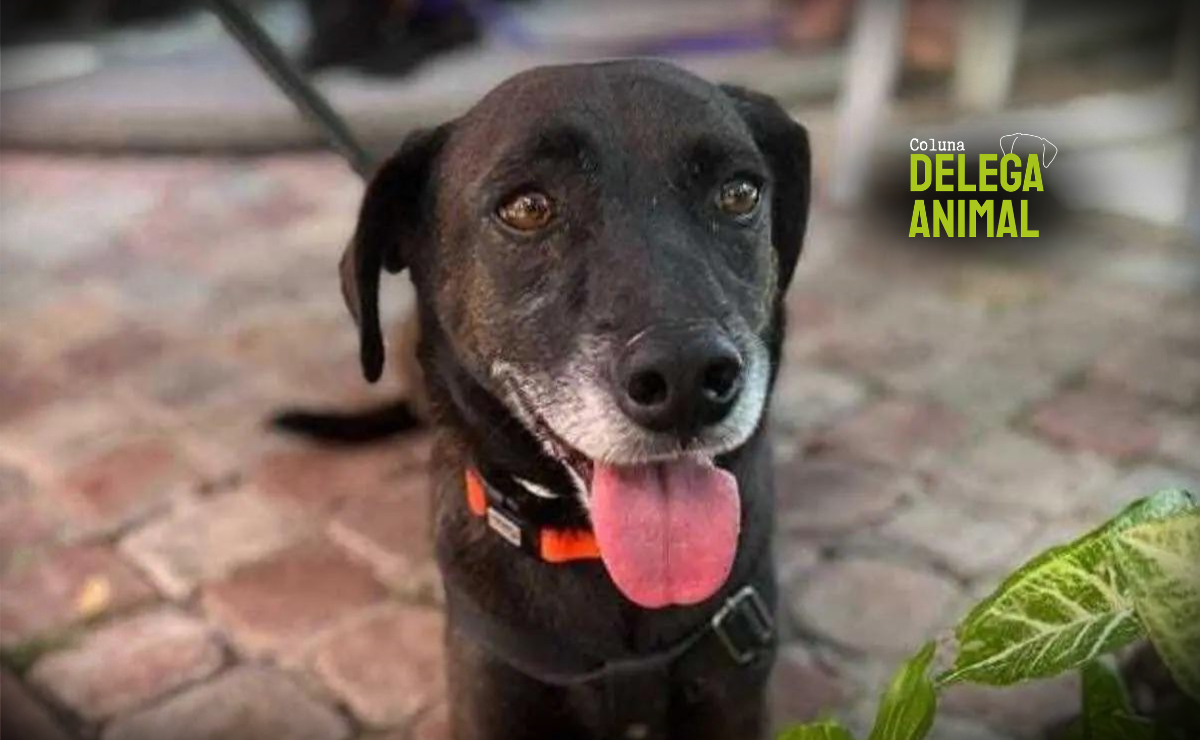 Animais em condomínios: o que a lei diz sobre o seu direito de ter um pet