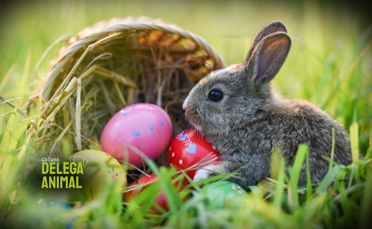 Alerta para Páscoa: coelhos não são brinquedos
