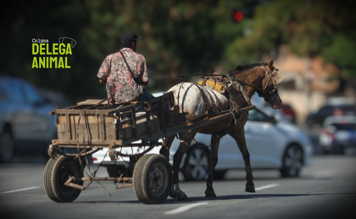 Justiça no asfalto: o avanço do fim das carroças de tração animal