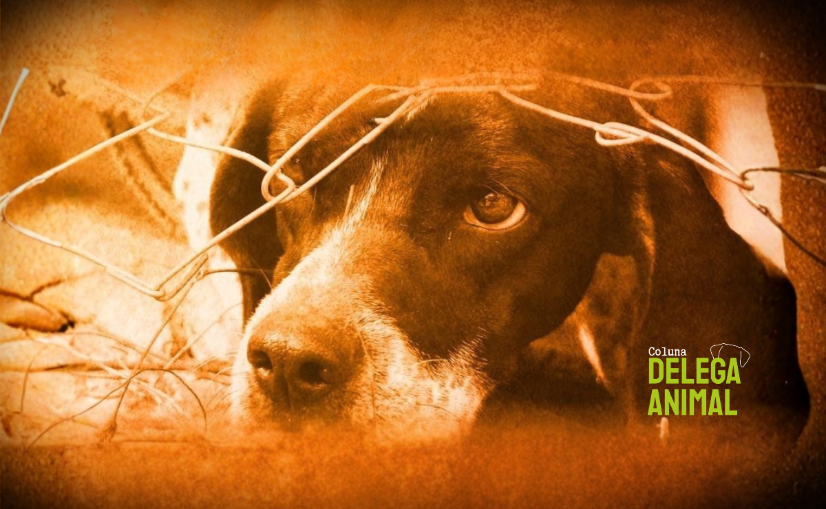 Abril Laranja: Por que este mês é o símbolo da luta contra a crueldade?