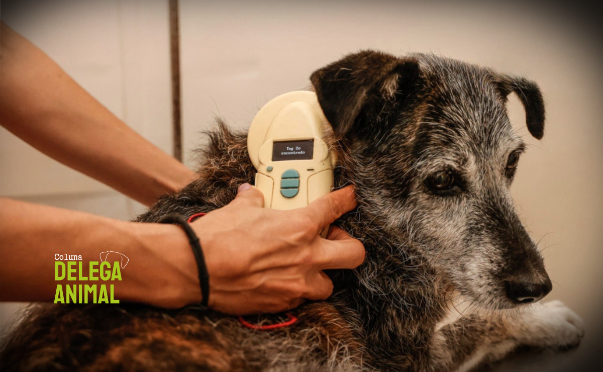 Identificação é proteção: por que o microchip evita o abandono