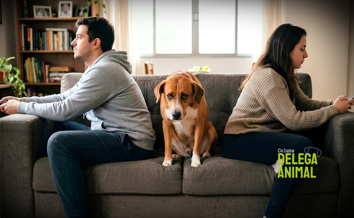 Animais em famílias separadas: como funciona a custódia compartilhada?