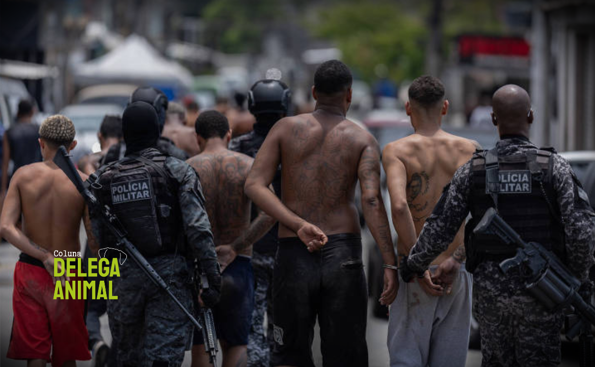 Segurança pública: os novos passos no combate ao crime organizado