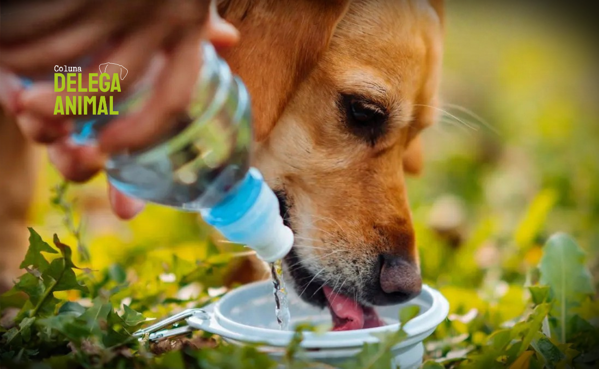 Água é direito, não luxo: projeto que garante hidratação para pets em locais